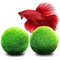 LUFFY Marimo Moss Balls - Estéticamente hermoso y crea un ambiente saludable - Ecológico- bajo mantenimiento y frena el…